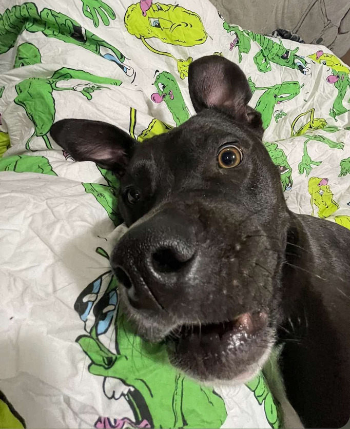 Oakley, an adoptable Boxer, Terrier in Calgary, AB, T3S 0C5 | Photo Image 2