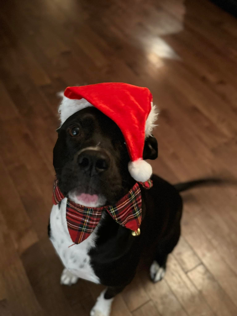 Oakley, an adoptable Boxer, Terrier in Calgary, AB, T3S 0C5 | Photo Image 4