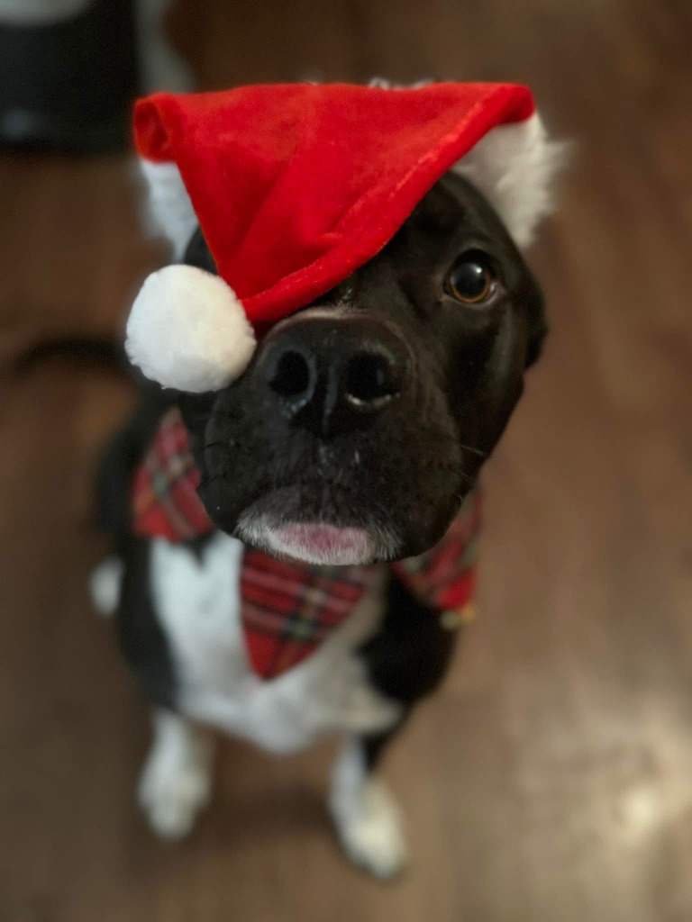 Oakley, an adoptable Boxer, Terrier in Calgary, AB, T3S 0C5 | Photo Image 5