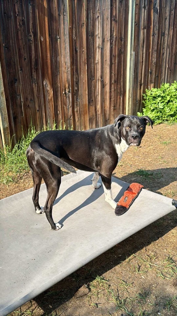 Oakley, an adoptable Boxer, Terrier in Calgary, AB, T3S 0C5 | Photo Image 6