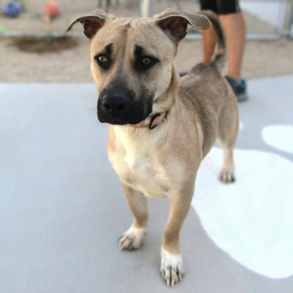 Muggy, an adoptable Mixed Breed in Las Cruces, NM, 88012 | Photo Image 1