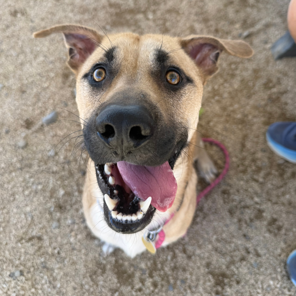Muggy, an adoptable Mixed Breed in Las Cruces, NM, 88012 | Photo Image 1