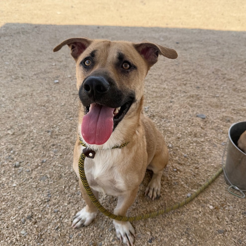 Muggy, an adoptable Mixed Breed in Las Cruces, NM, 88012 | Photo Image 1