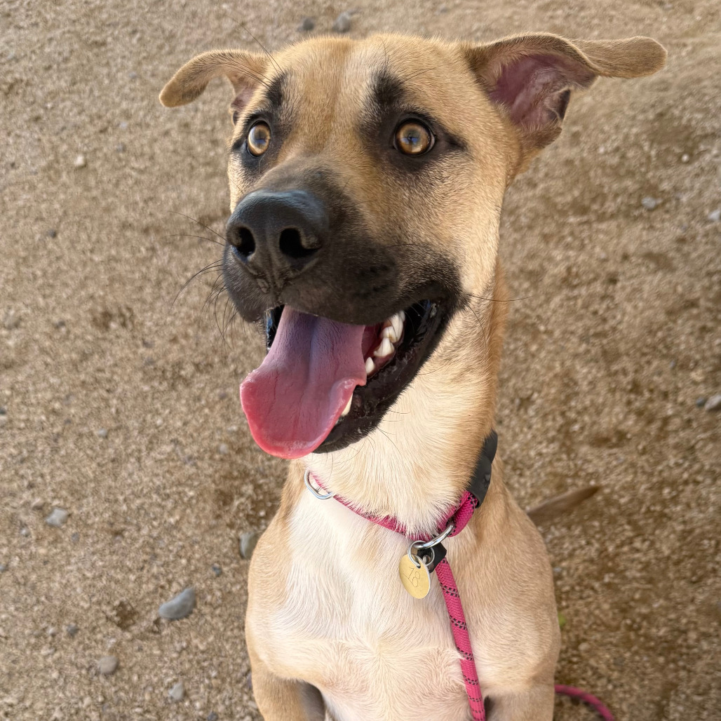 Muggy, an adoptable Mixed Breed in Las Cruces, NM, 88012 | Photo Image 2