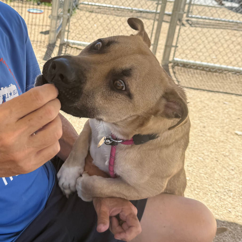 Muggy, an adoptable Mixed Breed in Las Cruces, NM, 88012 | Photo Image 4