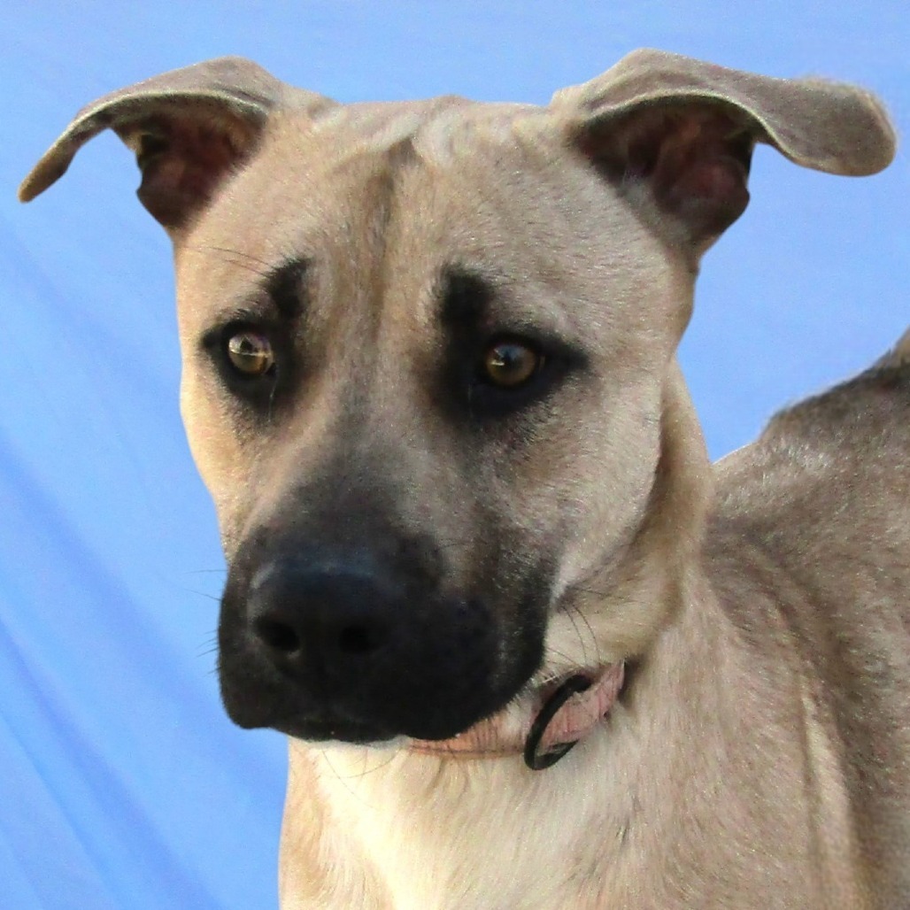 Muggy, an adoptable Mixed Breed in Las Cruces, NM, 88012 | Photo Image 2