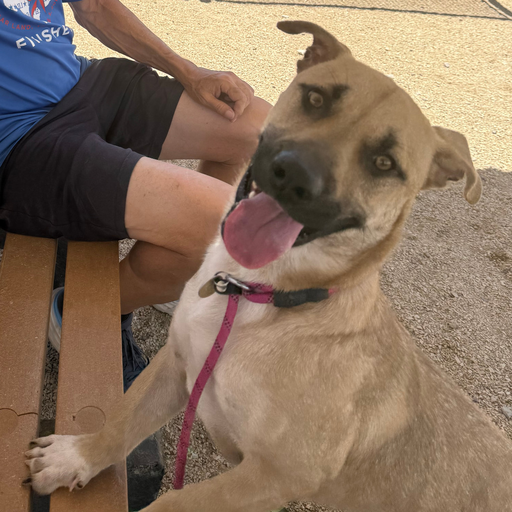 Muggy, an adoptable Mixed Breed in Las Cruces, NM, 88012 | Photo Image 2