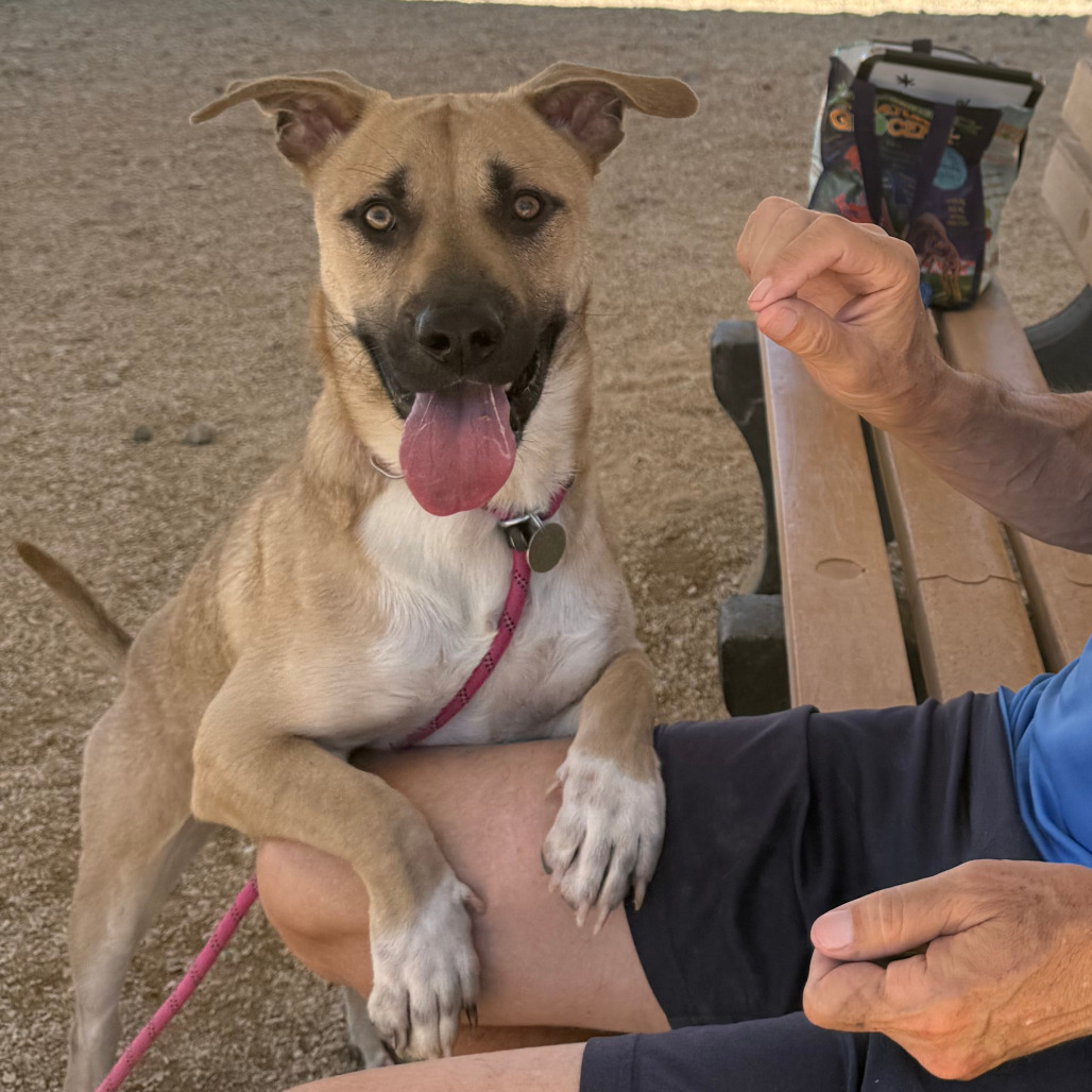 Muggy, an adoptable Mixed Breed in Las Cruces, NM, 88012 | Photo Image 5