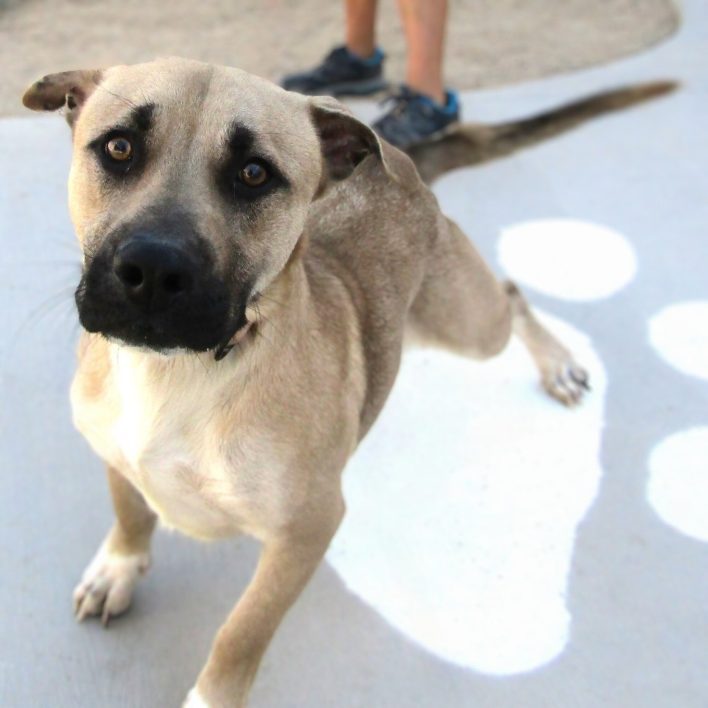 Muggy, an adoptable Mixed Breed in Las Cruces, NM, 88012 | Photo Image 3