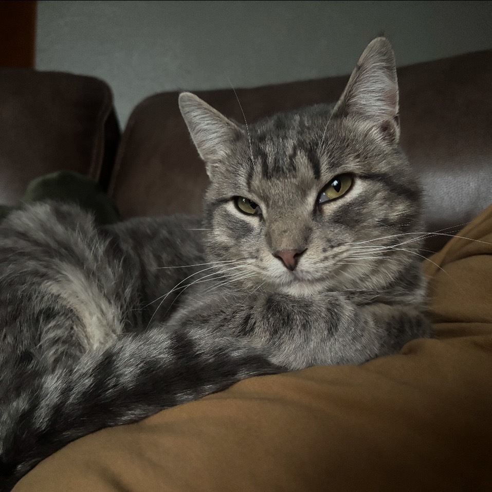 Smoky, an adoptable Domestic Short Hair in Bismarck, ND, 58507 | Photo Image 3