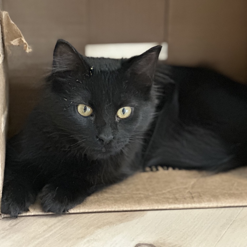 Milly, an adoptable Domestic Medium Hair in Bismarck, ND, 58507 | Photo Image 1