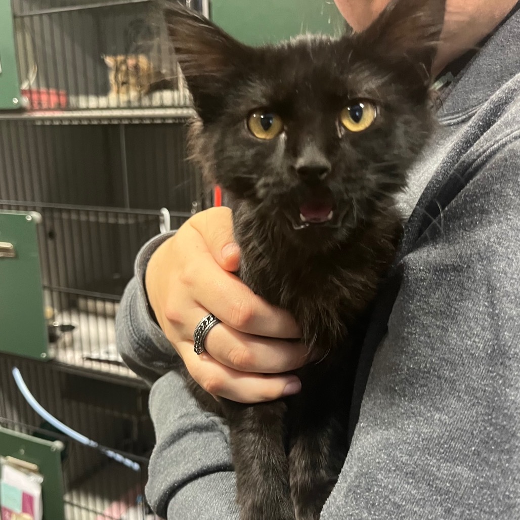 Milly, an adoptable Domestic Medium Hair in Bismarck, ND, 58507 | Photo Image 2