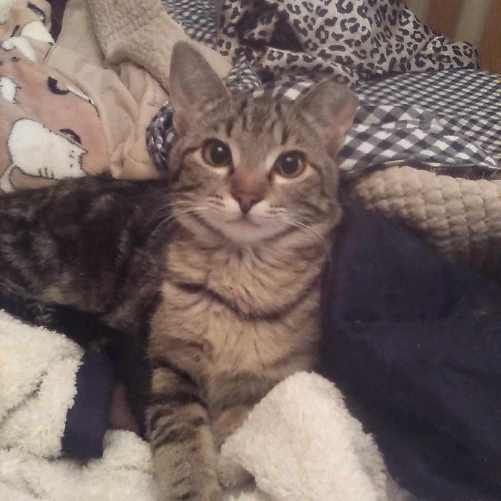 Escher, an adoptable Domestic Short Hair in Bismarck, ND, 58507 | Photo Image 1