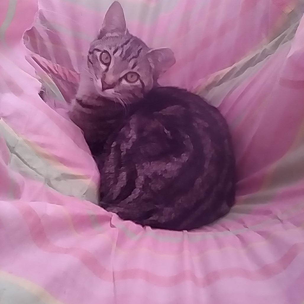 Escher, an adoptable Domestic Short Hair in Bismarck, ND, 58507 | Photo Image 2