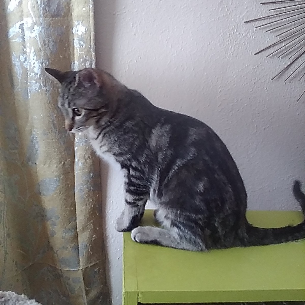 Escher, an adoptable Domestic Short Hair in Bismarck, ND, 58507 | Photo Image 3