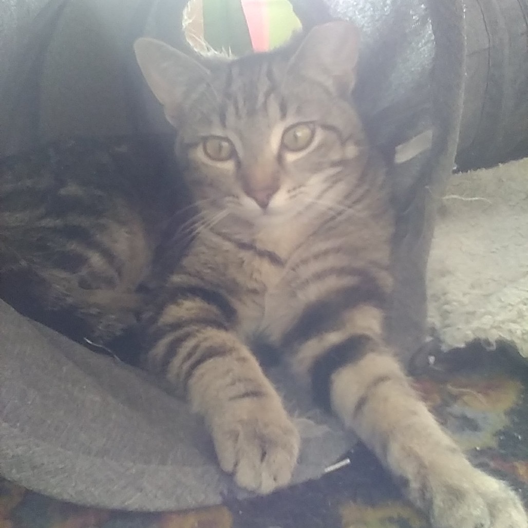 Escher, an adoptable Domestic Short Hair in Bismarck, ND, 58507 | Photo Image 5