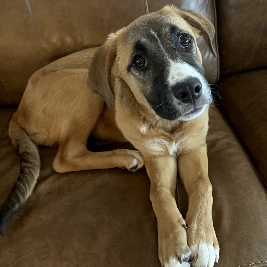 Bubbles, an adoptable Shepherd in Wadena, MN, 56482 | Photo Image 2