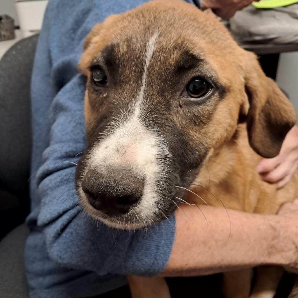 Bubbles, an adoptable Shepherd in Wadena, MN, 56482 | Photo Image 6