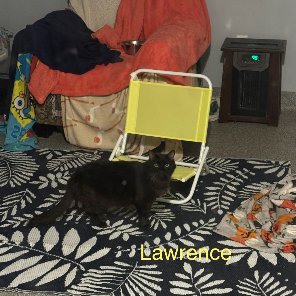 Lawrence, an adoptable Domestic Medium Hair in Spring Hill, KS, 66083 | Photo Image 1