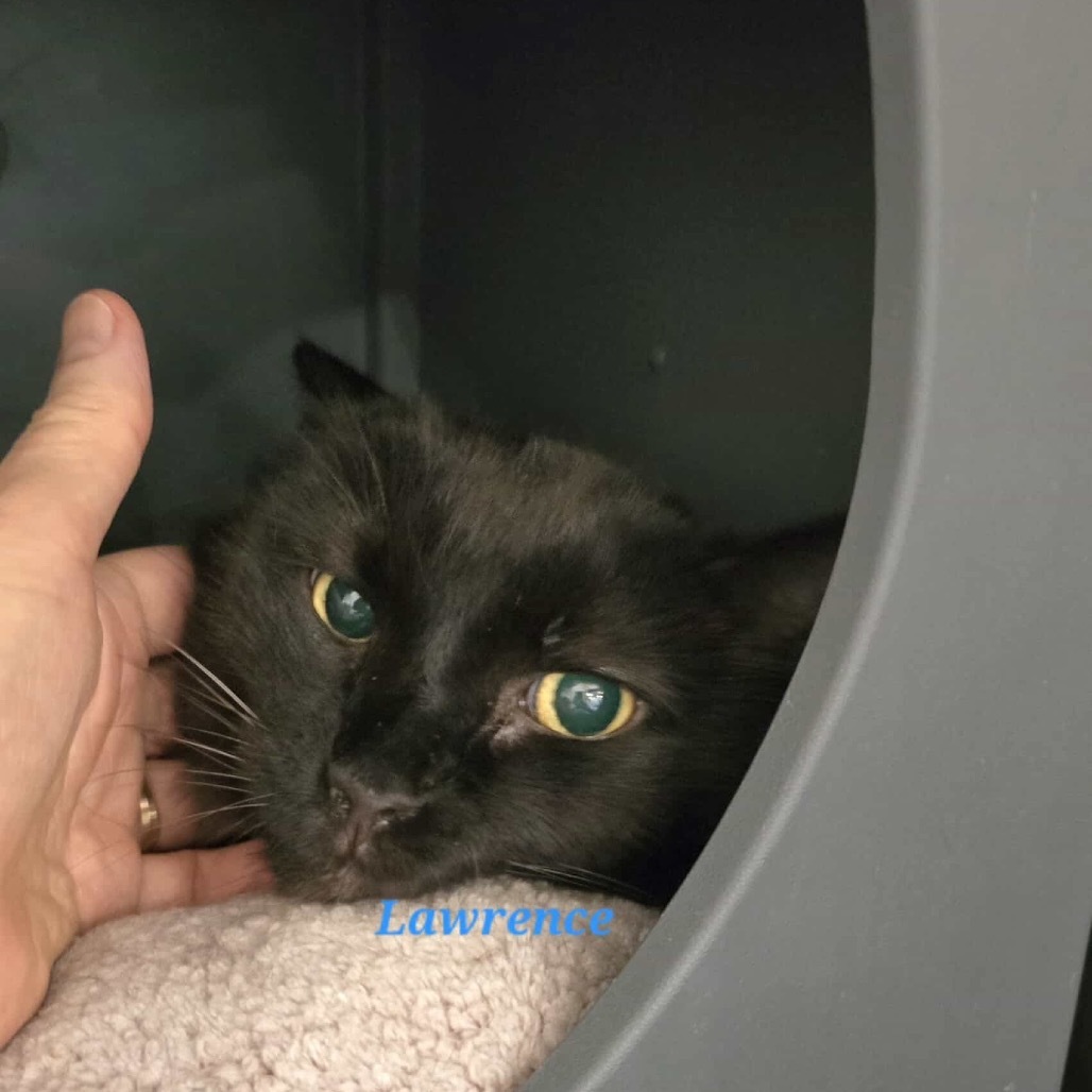 Lawrence, an adoptable Domestic Medium Hair in Spring Hill, KS, 66083 | Photo Image 1