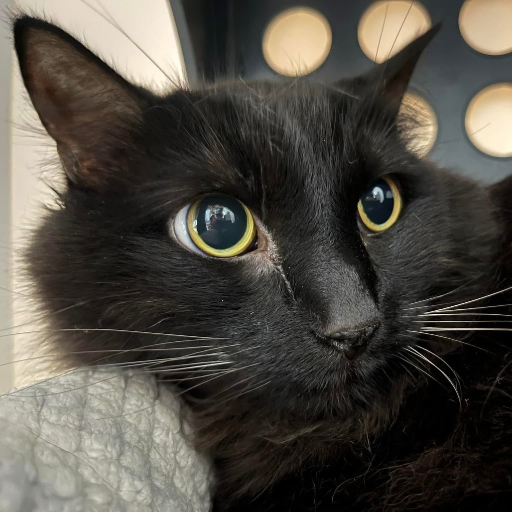 Lawrence, an adoptable Domestic Medium Hair in Spring Hill, KS, 66083 | Photo Image 2