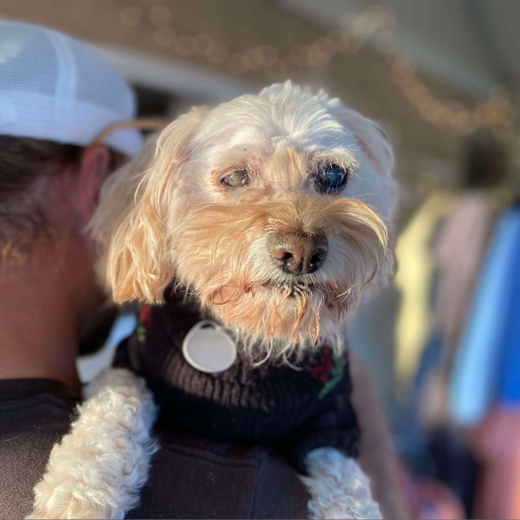 McComb, an adoptable Maltese in Ramona, CA, 92065 | Photo Image 1