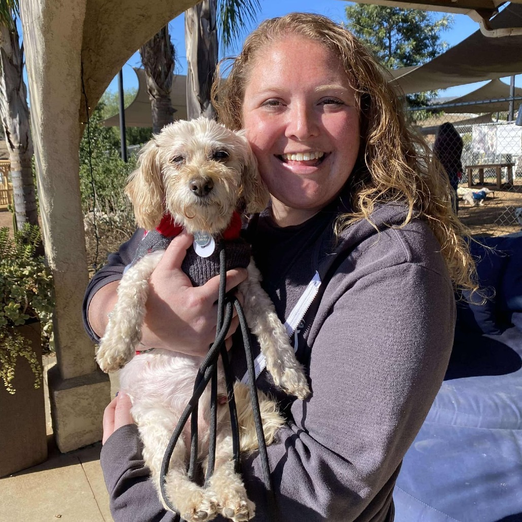 McComb, an adoptable Maltese in Ramona, CA, 92065 | Photo Image 2