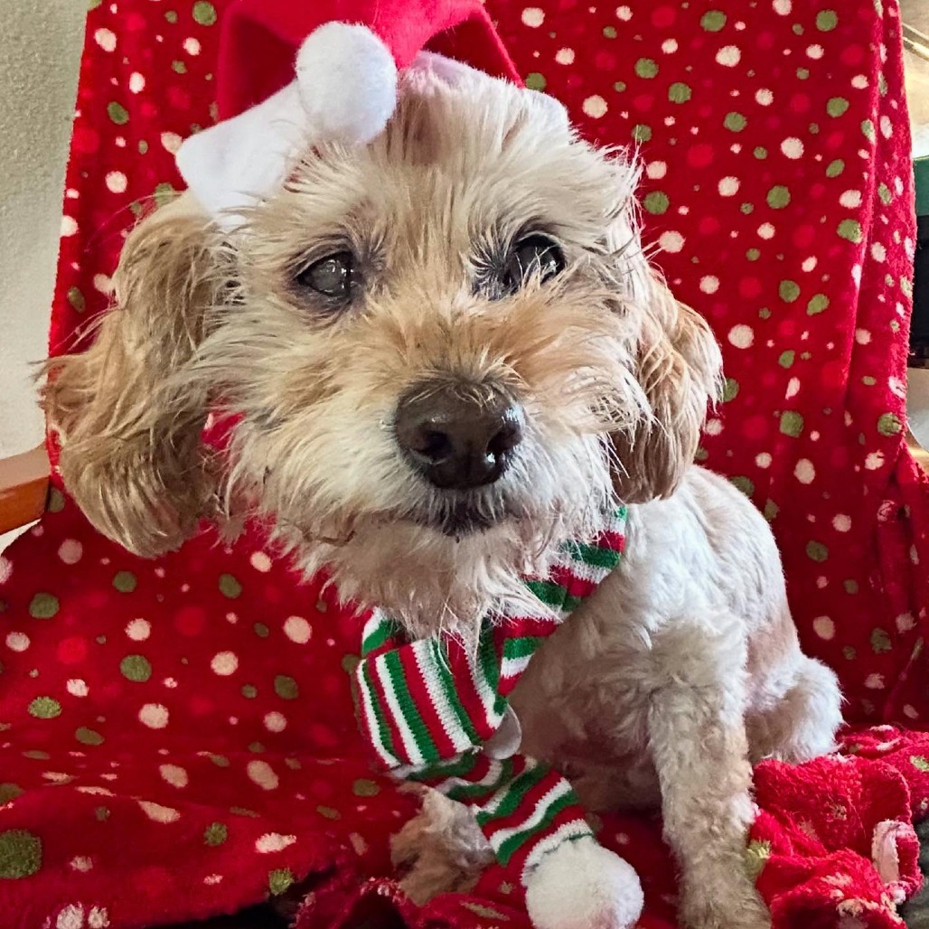McComb, an adoptable Maltese in Ramona, CA, 92065 | Photo Image 3