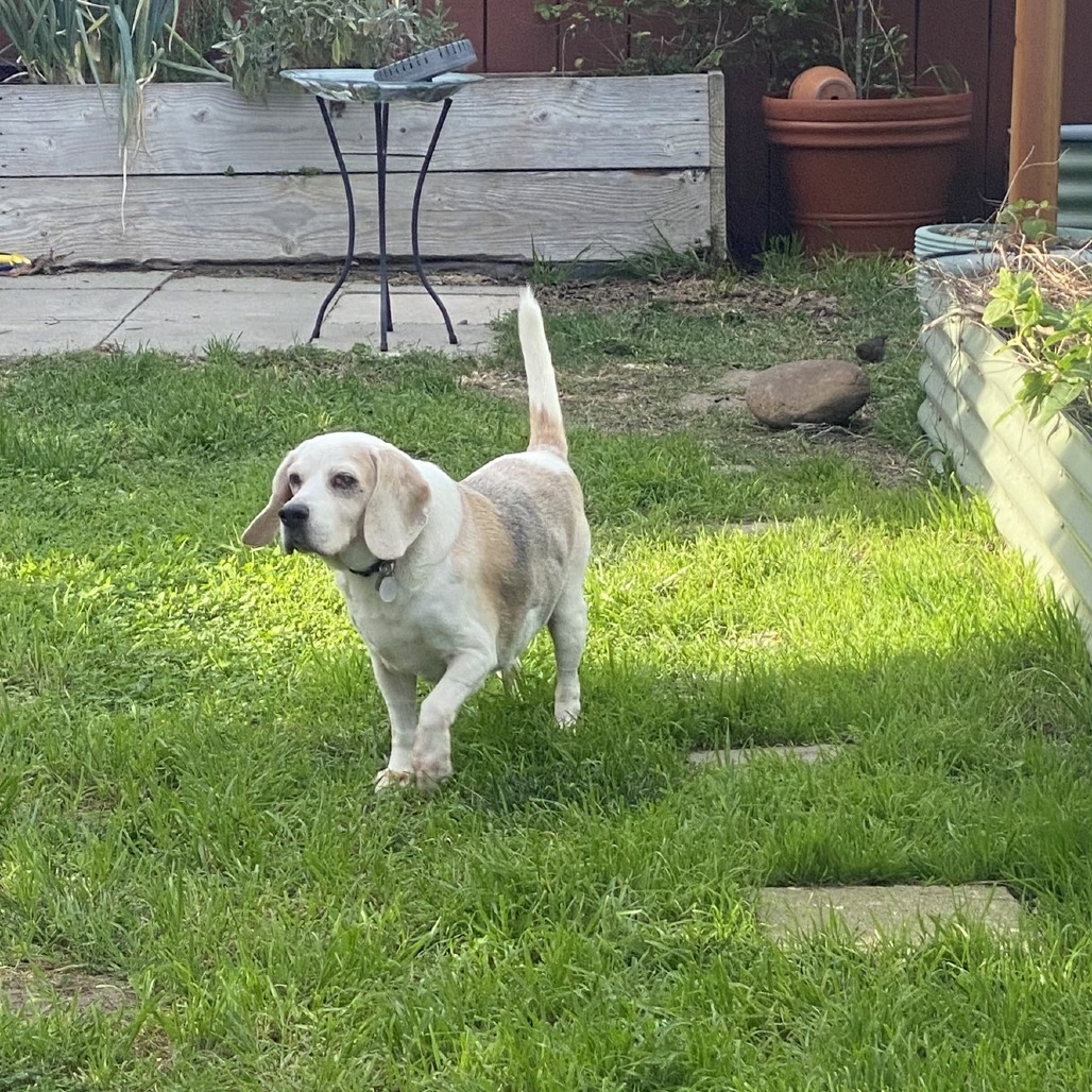 Snoopy Doo