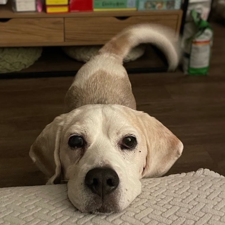 Snoopy Doo