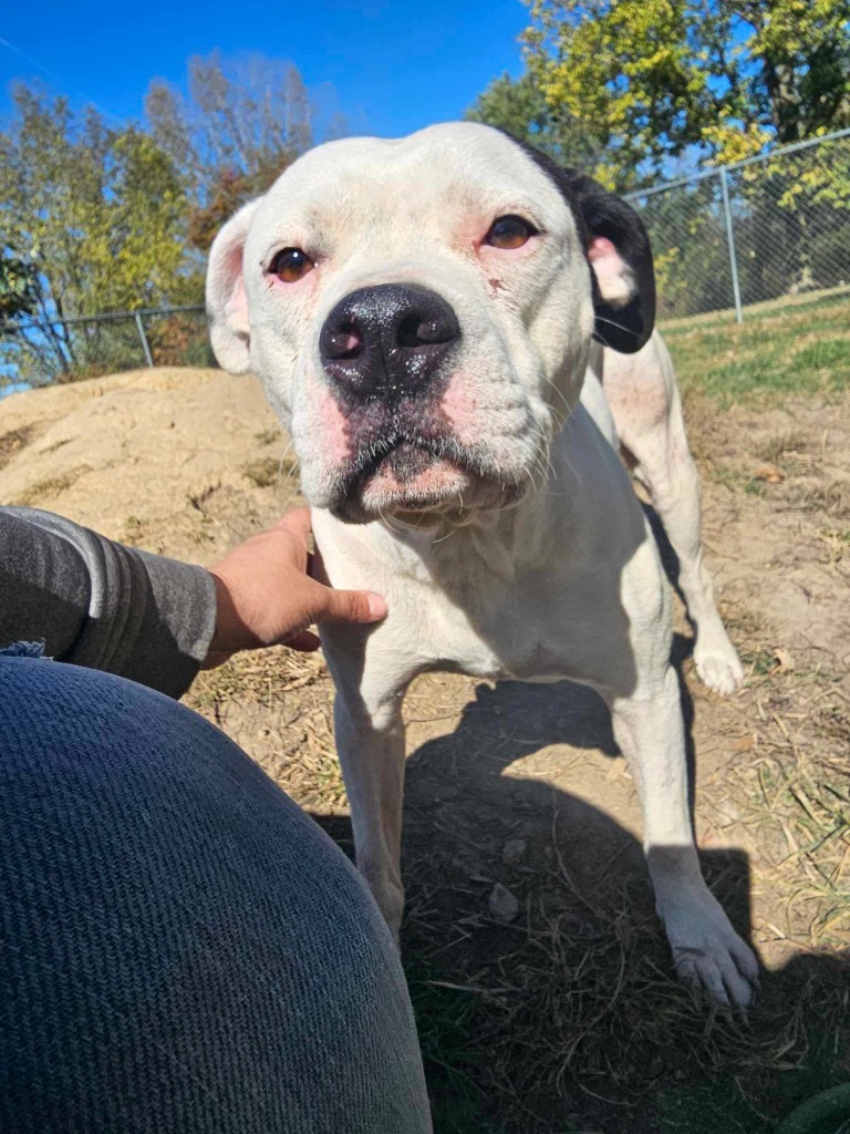 Dog for adoption - Ace, a Pit Bull Terrier & American Bulldog Mix in ...