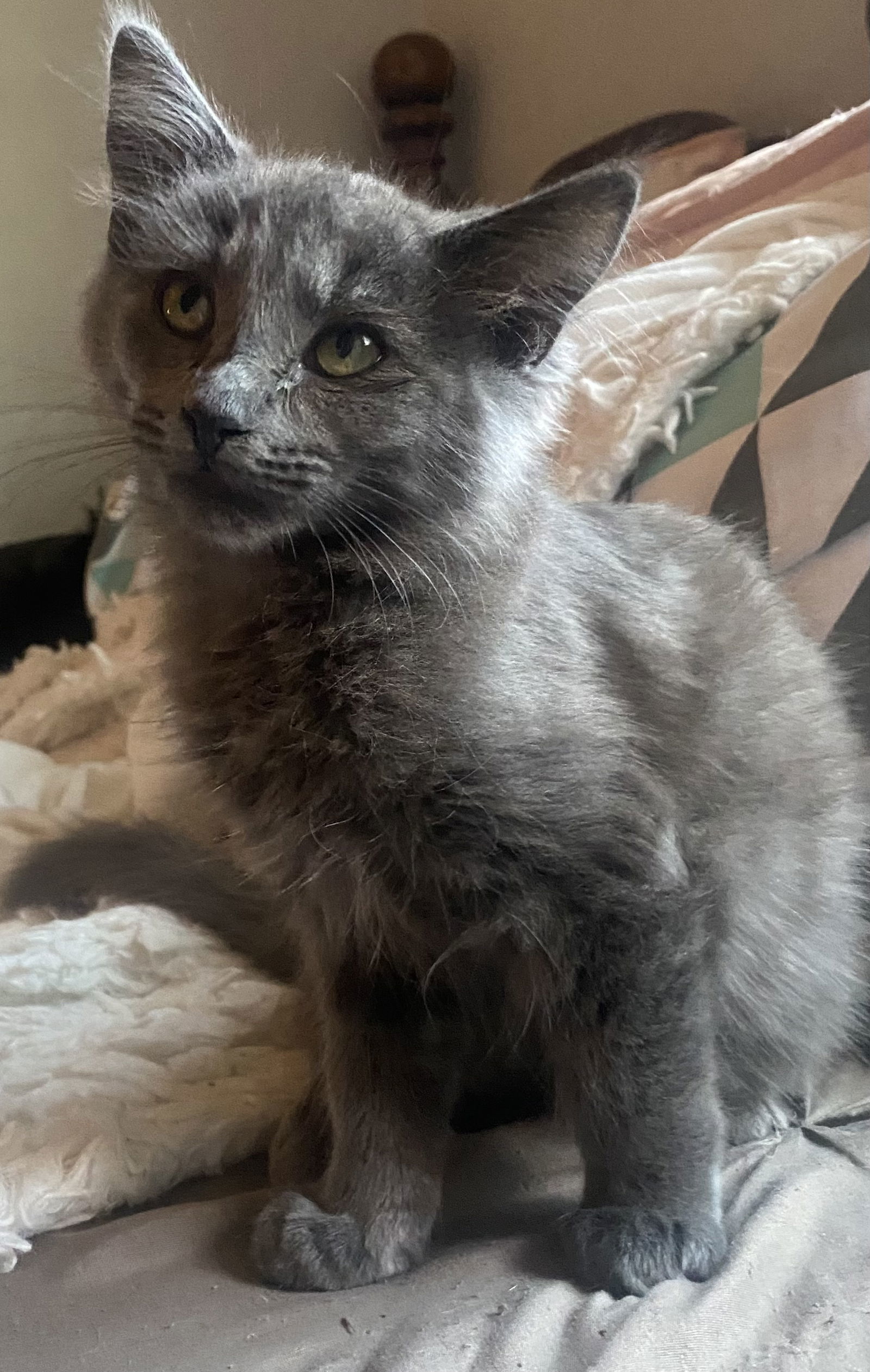 Zoey, an adoptable Nebelung, Russian Blue in Vacaville, CA, 95687 | Photo Image 1