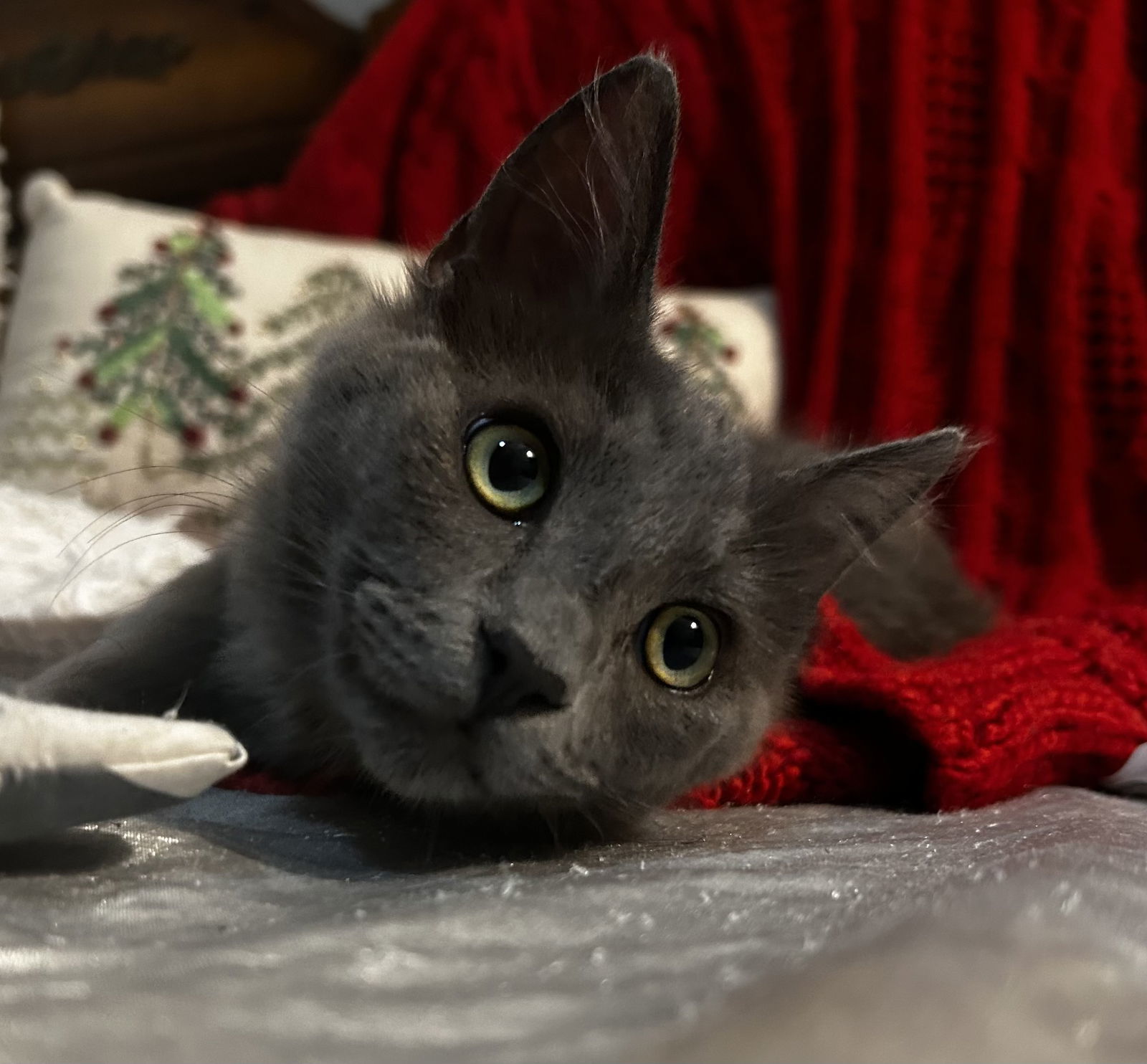 Zoey, an adoptable Nebelung, Russian Blue in Vacaville, CA, 95687 | Photo Image 3