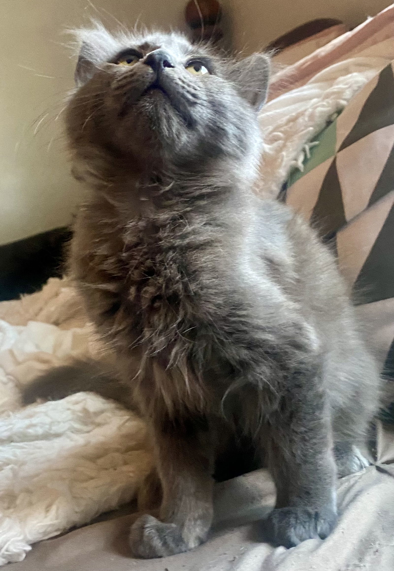 Zurkzees, an adoptable Nebelung, Russian Blue in Vacaville, CA, 95687 | Photo Image 2