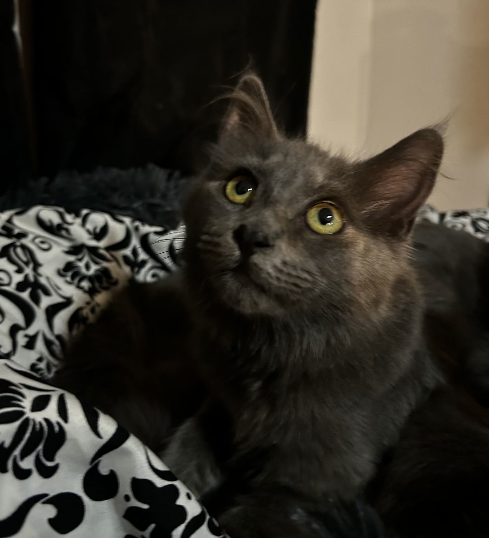 Zurkzees, an adoptable Nebelung, Russian Blue in Vacaville, CA, 95687 | Photo Image 3