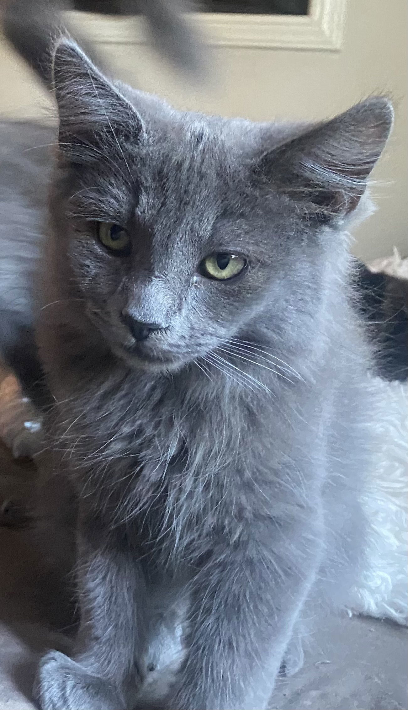 Zurkzees, an adoptable Nebelung, Russian Blue in Vallejo, CA, 94591 | Photo Image 1