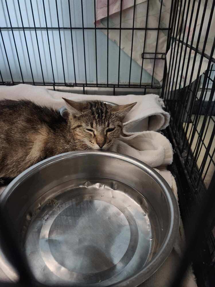 Blossom, an adoptable Tabby in Page, AZ, 86040 | Photo Image 2