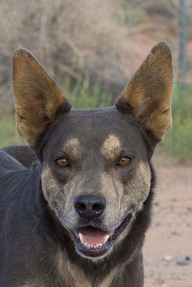 Micah, an adoptable Shepherd in Page, AZ, 86040 | Photo Image 1