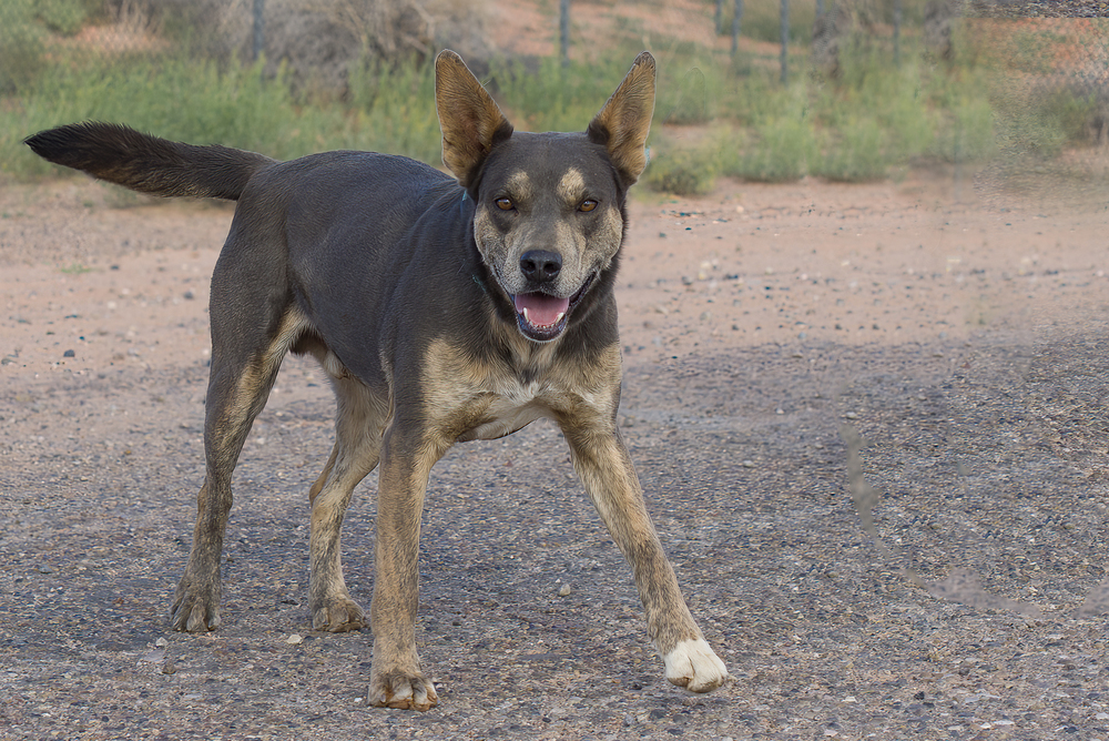 Micah, an adoptable Shepherd in Page, AZ, 86040 | Photo Image 2