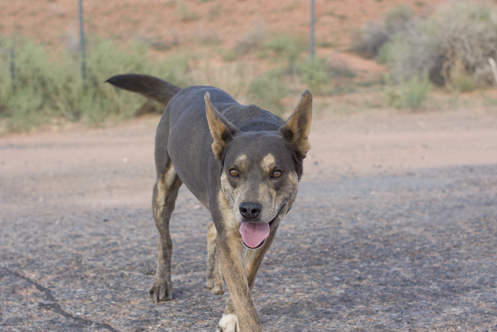 Micah, an adoptable Shepherd in Page, AZ, 86040 | Photo Image 3