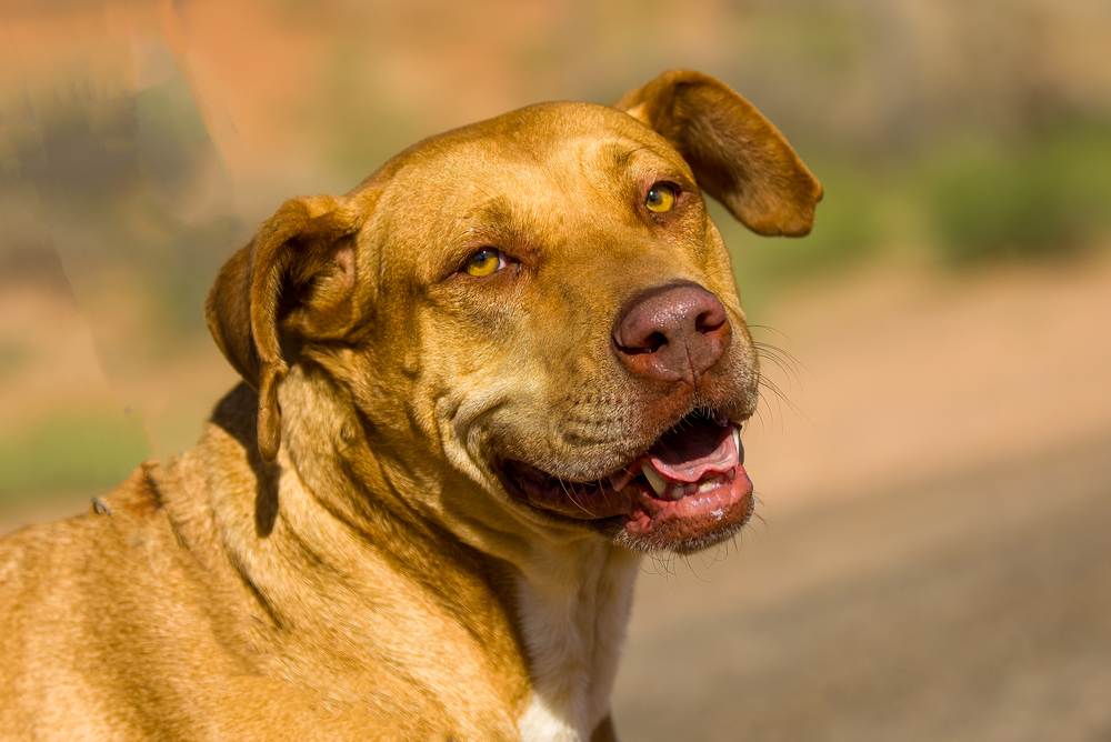 JJ, an adoptable Pit Bull Terrier, Labrador Retriever in Page, AZ, 86040 | Photo Image 1