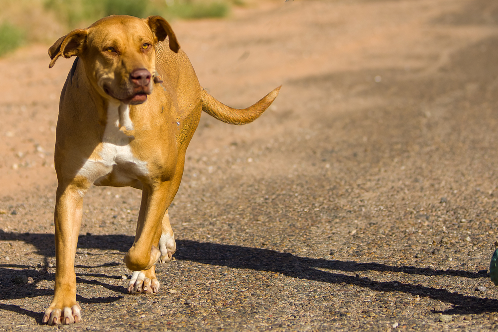 JJ, an adoptable Pit Bull Terrier, Labrador Retriever in Page, AZ, 86040 | Photo Image 2