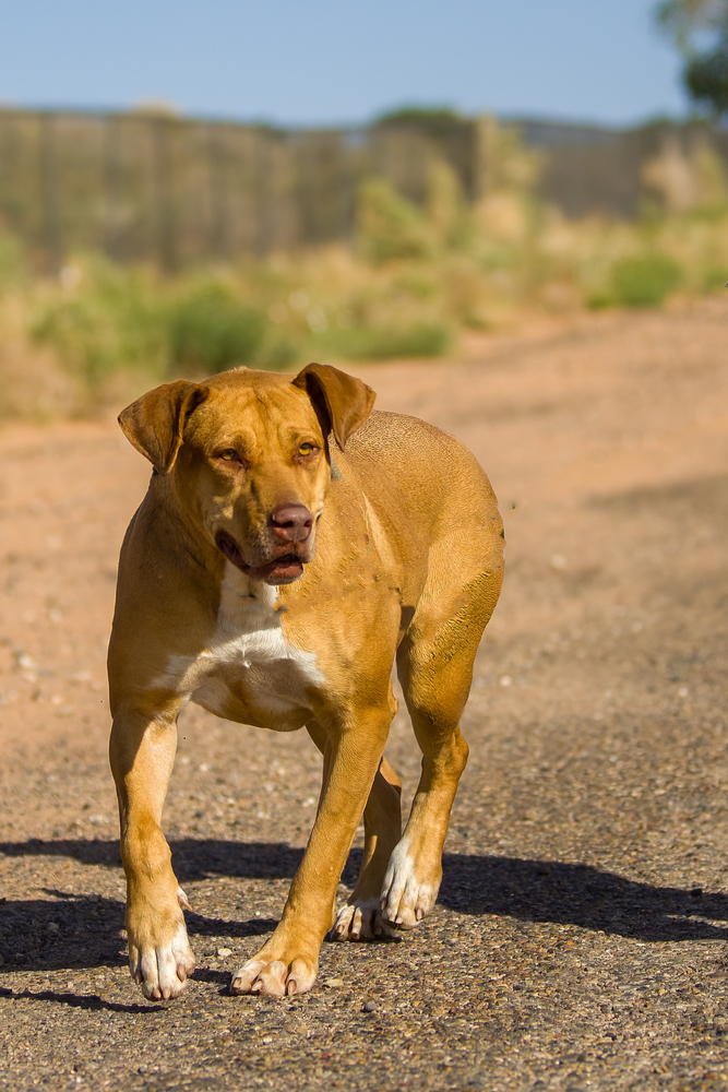 JJ, an adoptable Pit Bull Terrier, Labrador Retriever in Page, AZ, 86040 | Photo Image 3