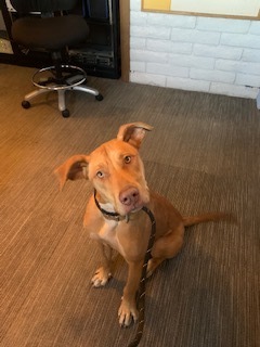 JJ, an adoptable Pit Bull Terrier, Labrador Retriever in Page, AZ, 86040 | Photo Image 5