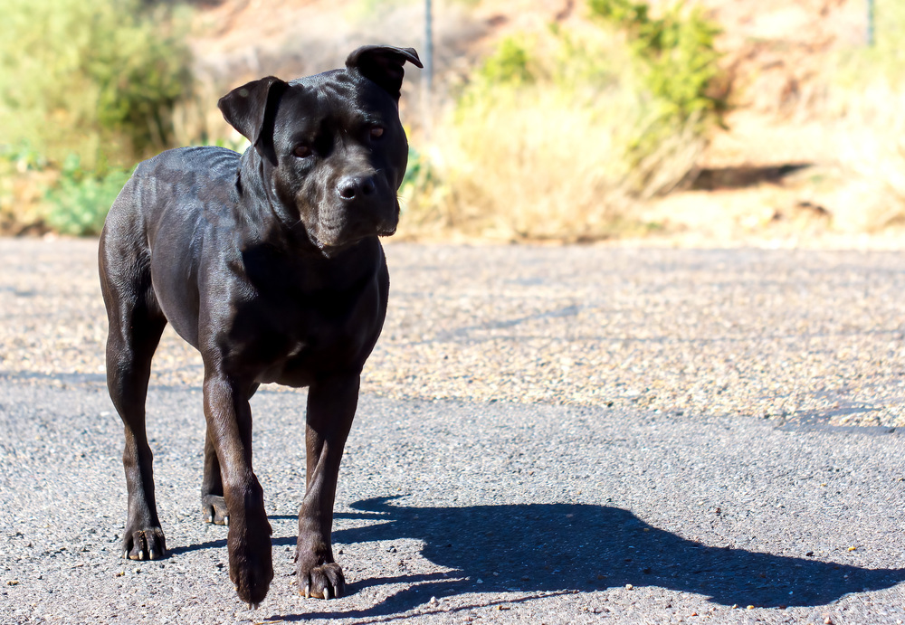 Marla, an adoptable American Staffordshire Terrier, Labrador Retriever in Page, AZ, 86040 | Photo Image 3