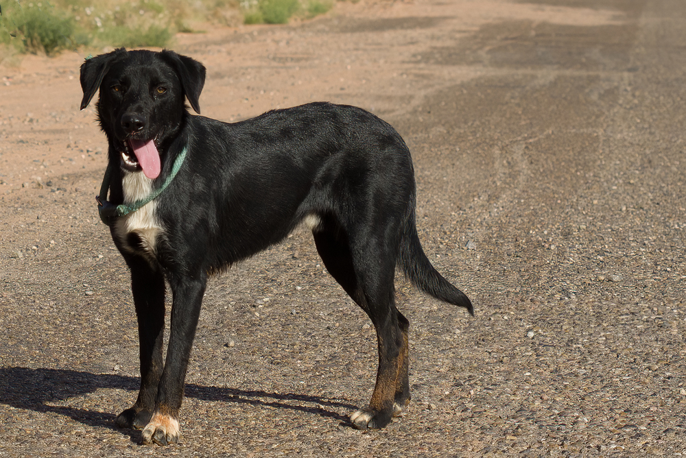Ted, an adoptable Mixed Breed in Page, AZ, 86040 | Photo Image 1
