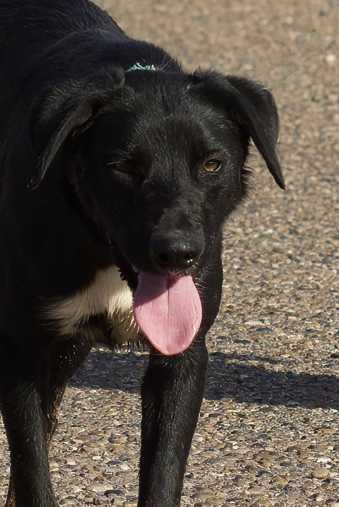Ted, an adoptable Mixed Breed in Page, AZ, 86040 | Photo Image 2