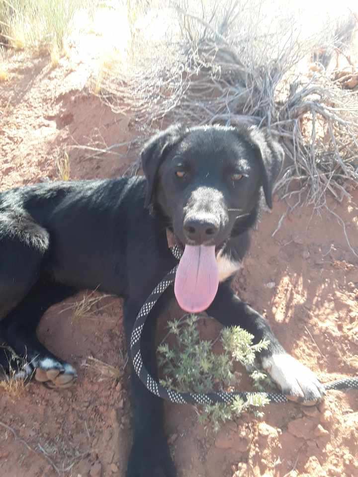 Ted, an adoptable Mixed Breed in Page, AZ, 86040 | Photo Image 3