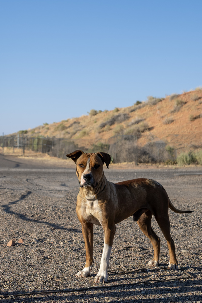 Banjo, an adoptable Boxer, Pit Bull Terrier in Page, AZ, 86040 | Photo Image 1