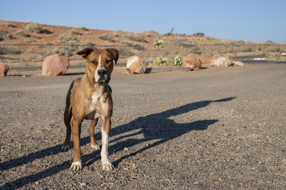 Banjo, an adoptable Boxer, Pit Bull Terrier in Page, AZ, 86040 | Photo Image 3